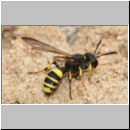 Cerceris quadricincta - Knotenwespe w02 11mm.jpg